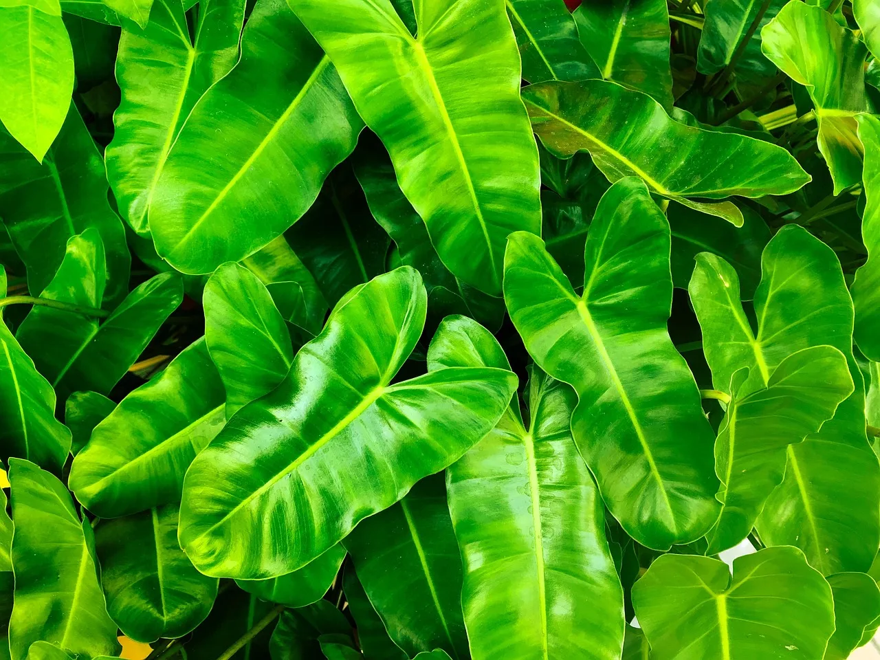 Groene webhosting: hoe duurzaam is jouw website?